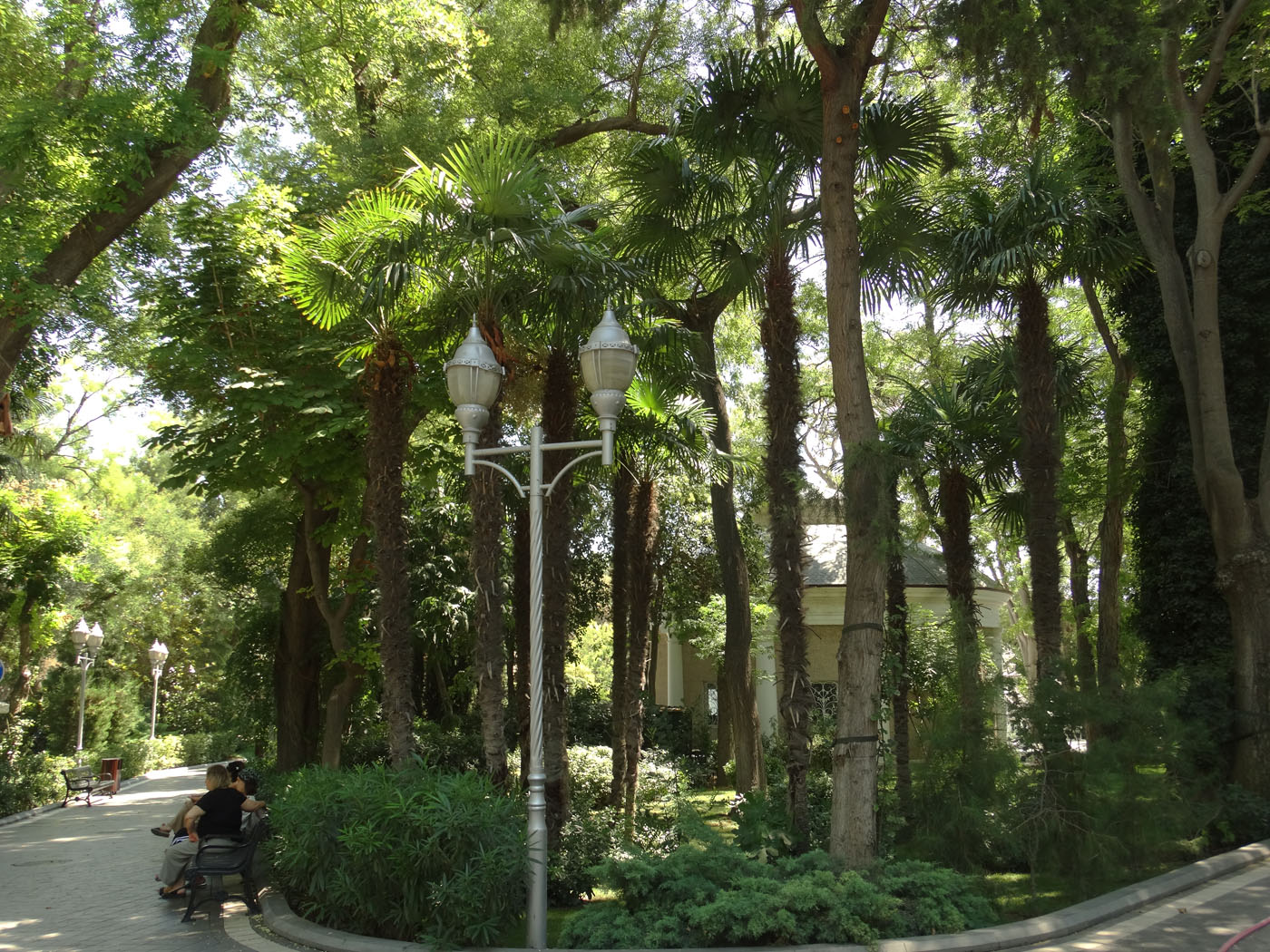 Изображение особи Trachycarpus fortunei.