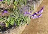 Salvia leucantha