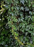 Parthenocissus quinquefolia. Верхушки побегов. Московская обл., г. Железнодорожный, в культуре. 26.08.2024.