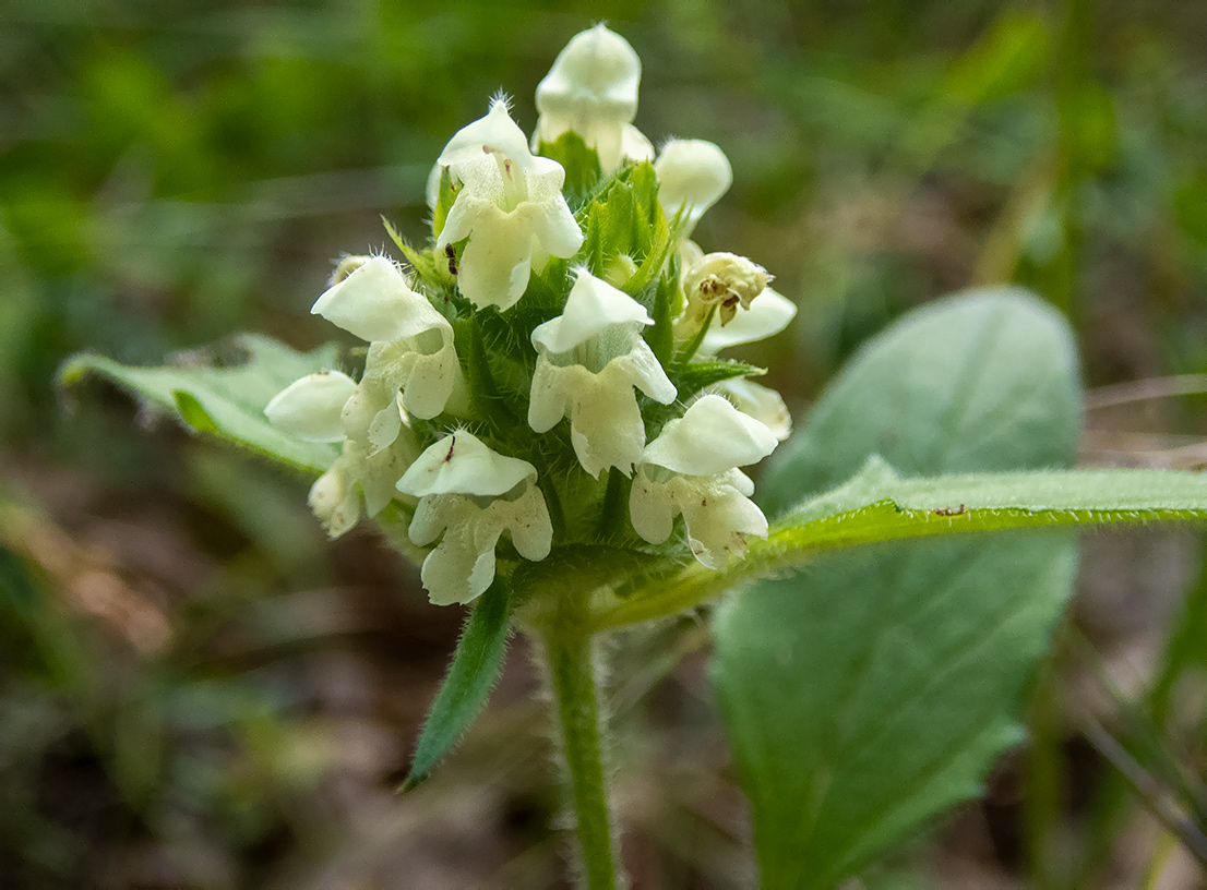 Image of Prunella laciniata specimen.