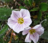 Claytonia joanneana. Цветки. Тува, хр. Обручева, р. Сынак. 15.07.2010.