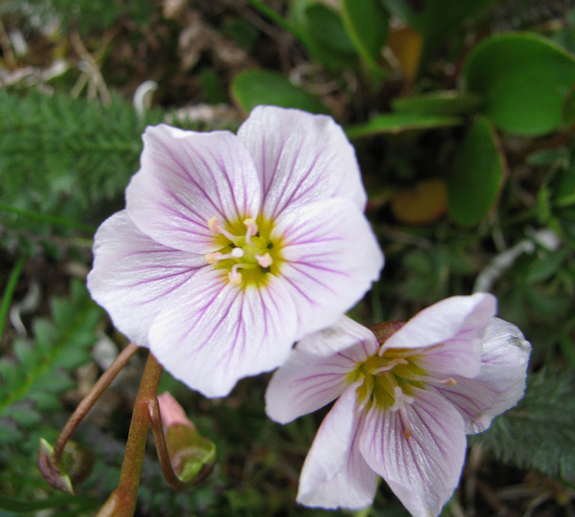 Изображение особи Claytonia joanneana.