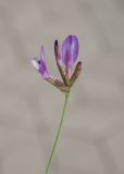род Astragalus