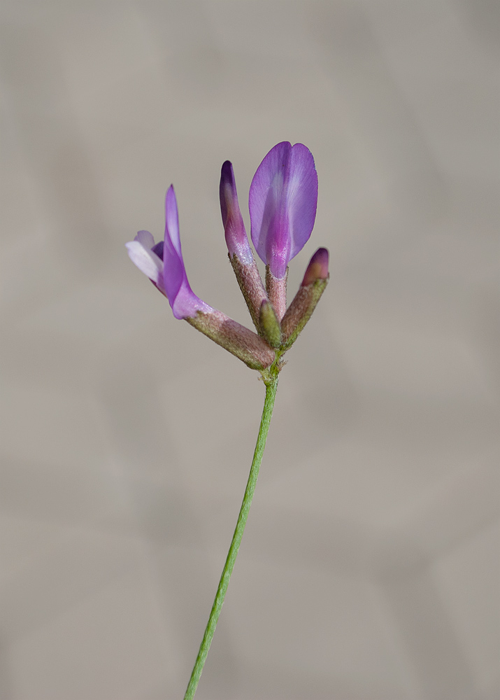 Image of genus Astragalus specimen.