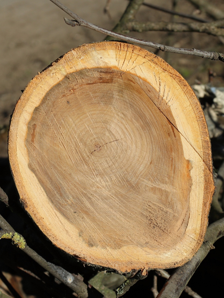 Image of Sorbus aucuparia specimen.