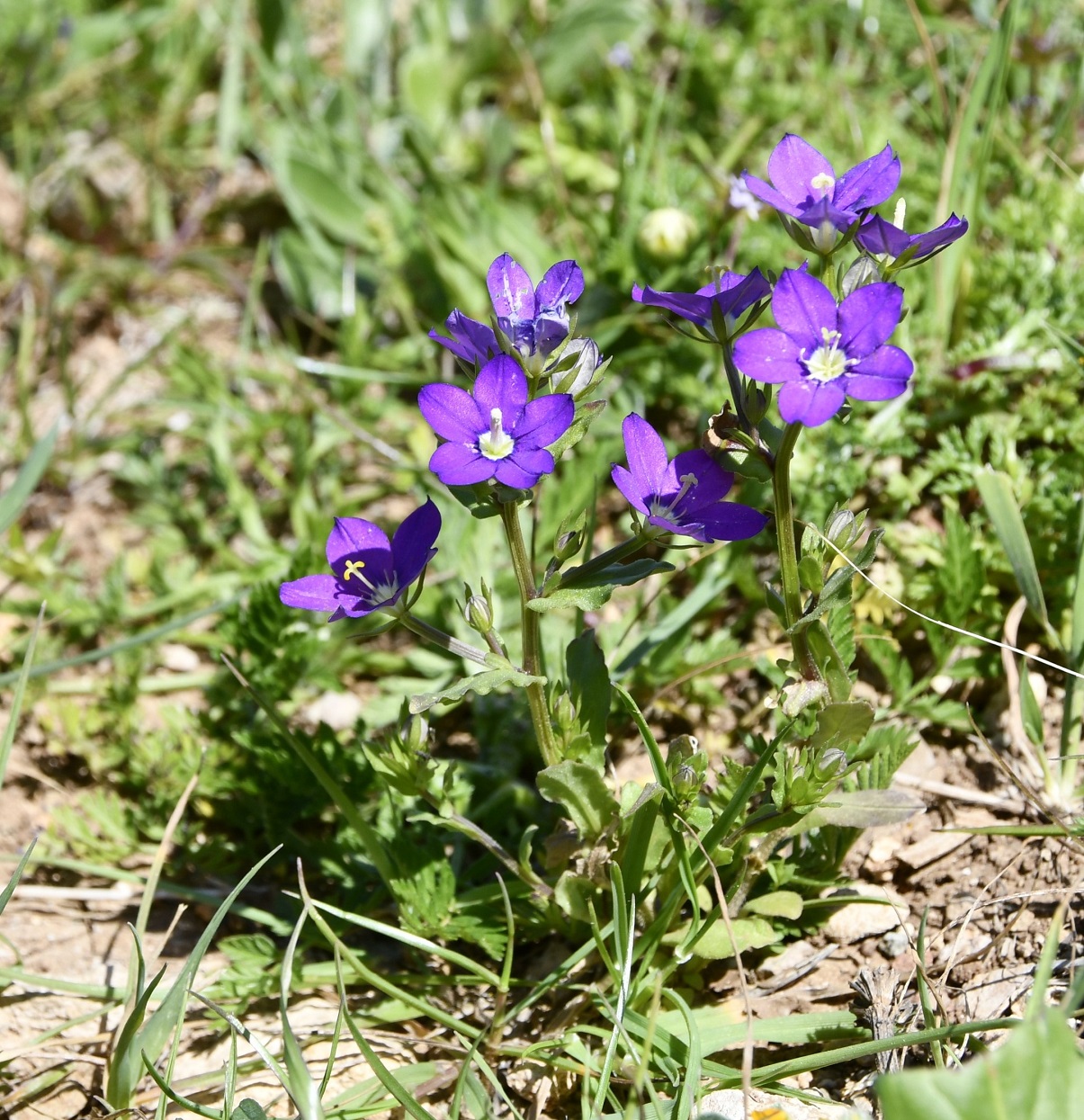 Изображение особи Legousia speculum-veneris.