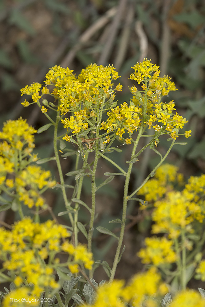 Изображение особи Odontarrhena obtusifolia.