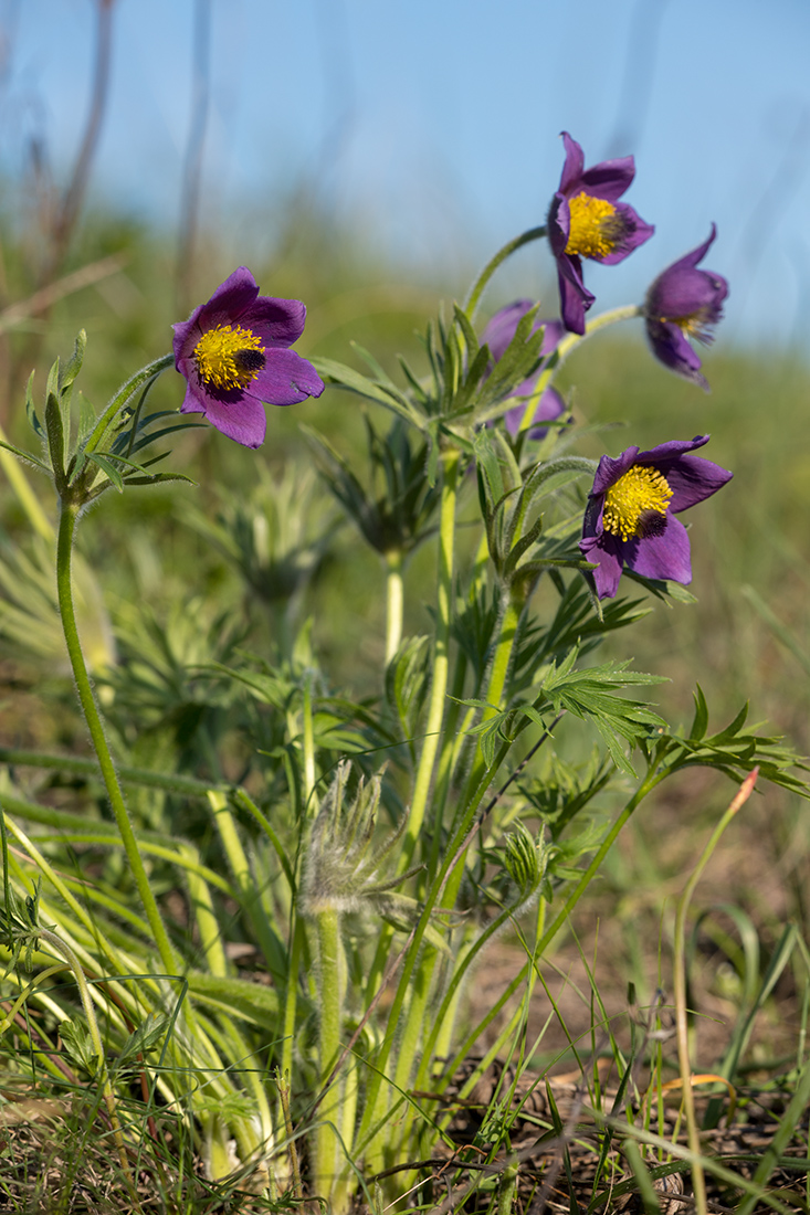 Image of Pulsatilla &times; juzepczukii specimen.