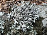 Hypogymnia tubulosa