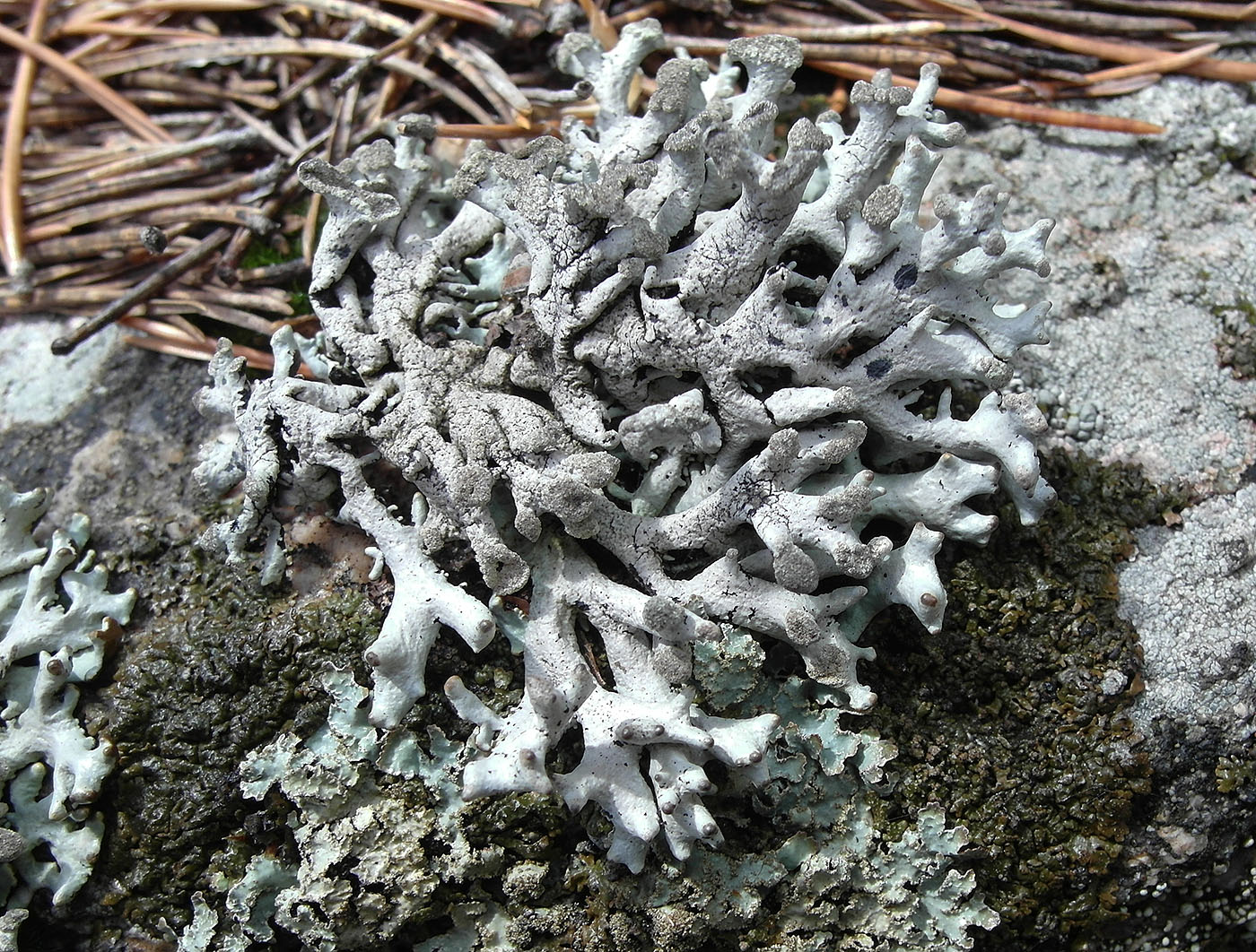 Image of Hypogymnia tubulosa specimen.