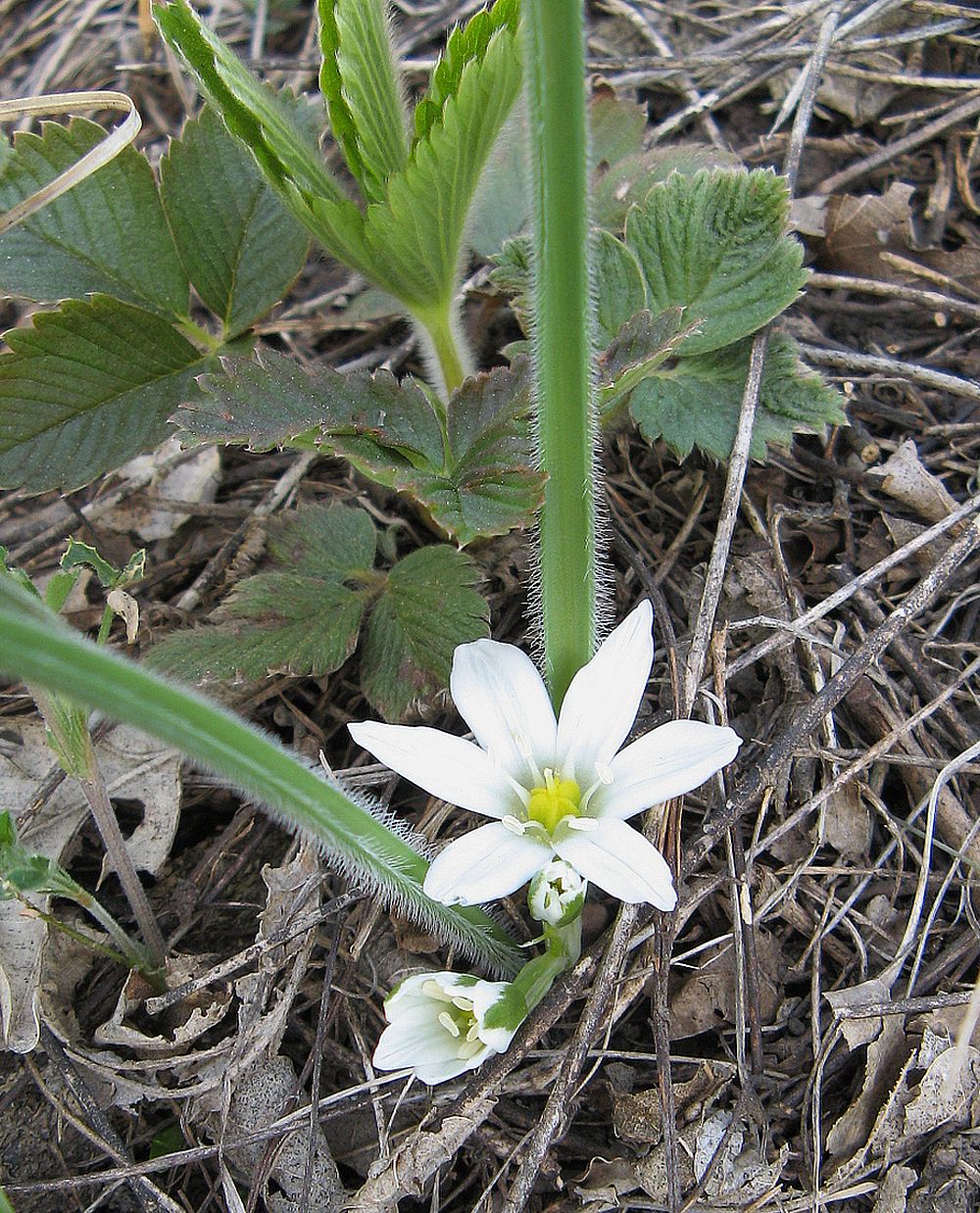 Image of Ornithogalum fimbriatum specimen.