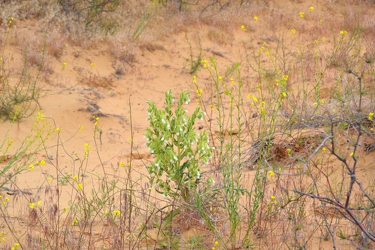 Image of Onosma setosa specimen.