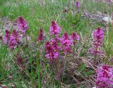 Pedicularis verticillata. Цветущие растения на пологом олуговелом склоне. Коми, Интинский р-н, пос. Желанный, Приполярный Урал, долина р. Балбанью. 11.07.2010.