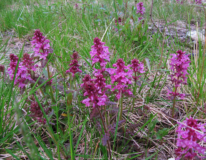 Изображение особи Pedicularis verticillata.