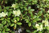 Rhododendron aureum. Ветви с соцветиями, прошлогодними соплодиями и погрызенными листьями. Приморский край, Чугуевский р-н, гора Облачная, выс. 1600 м н.у.м., в зарослях кедрового стланика (Pinus pumila). 07.06.2025.