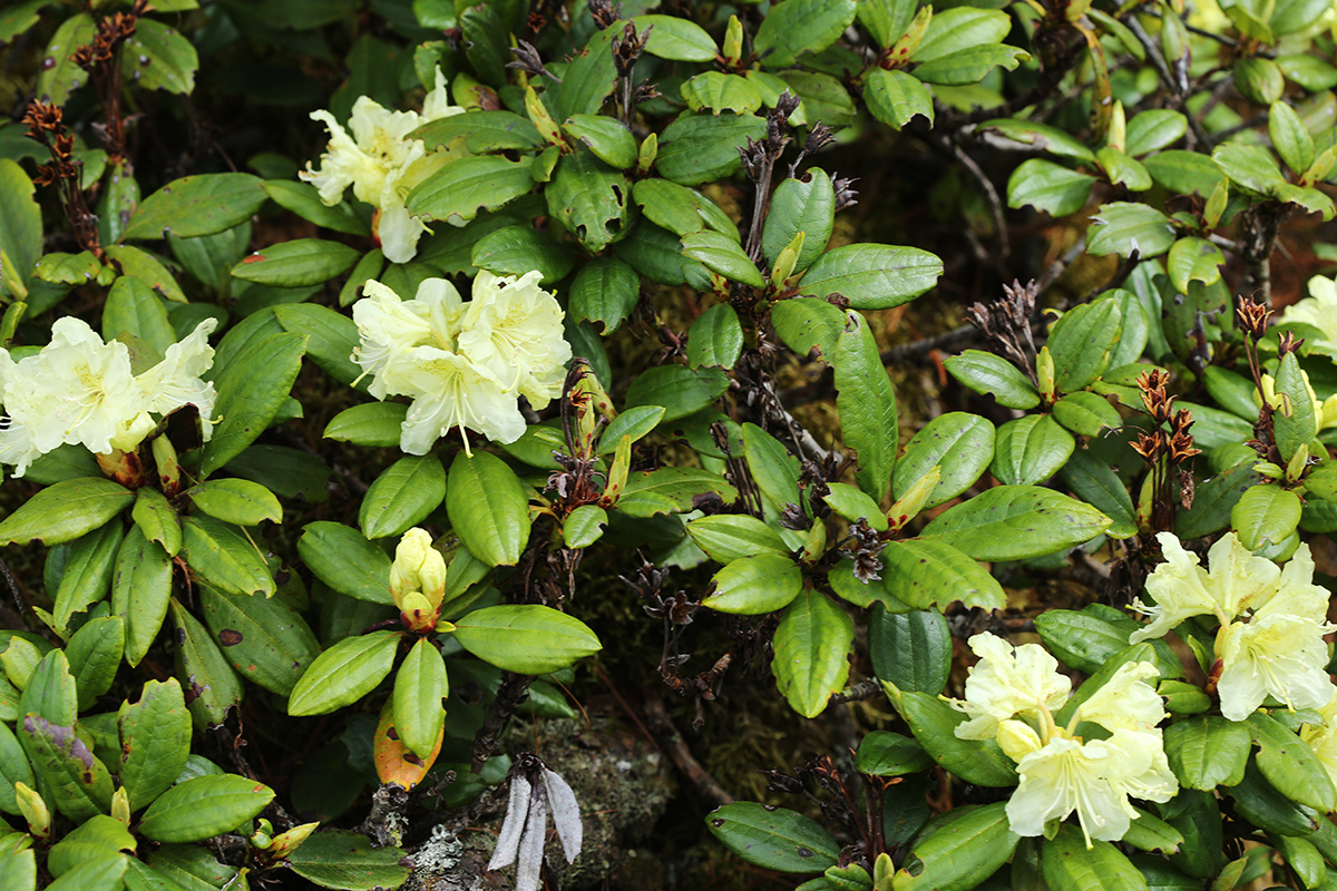 Изображение особи Rhododendron aureum.