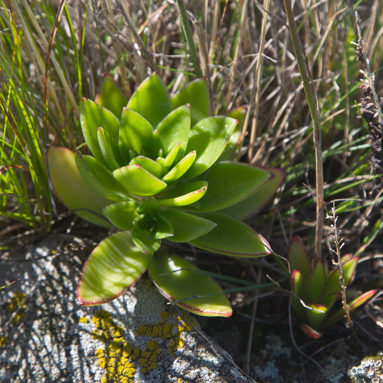 Image of Orostachys maximowiczii specimen.