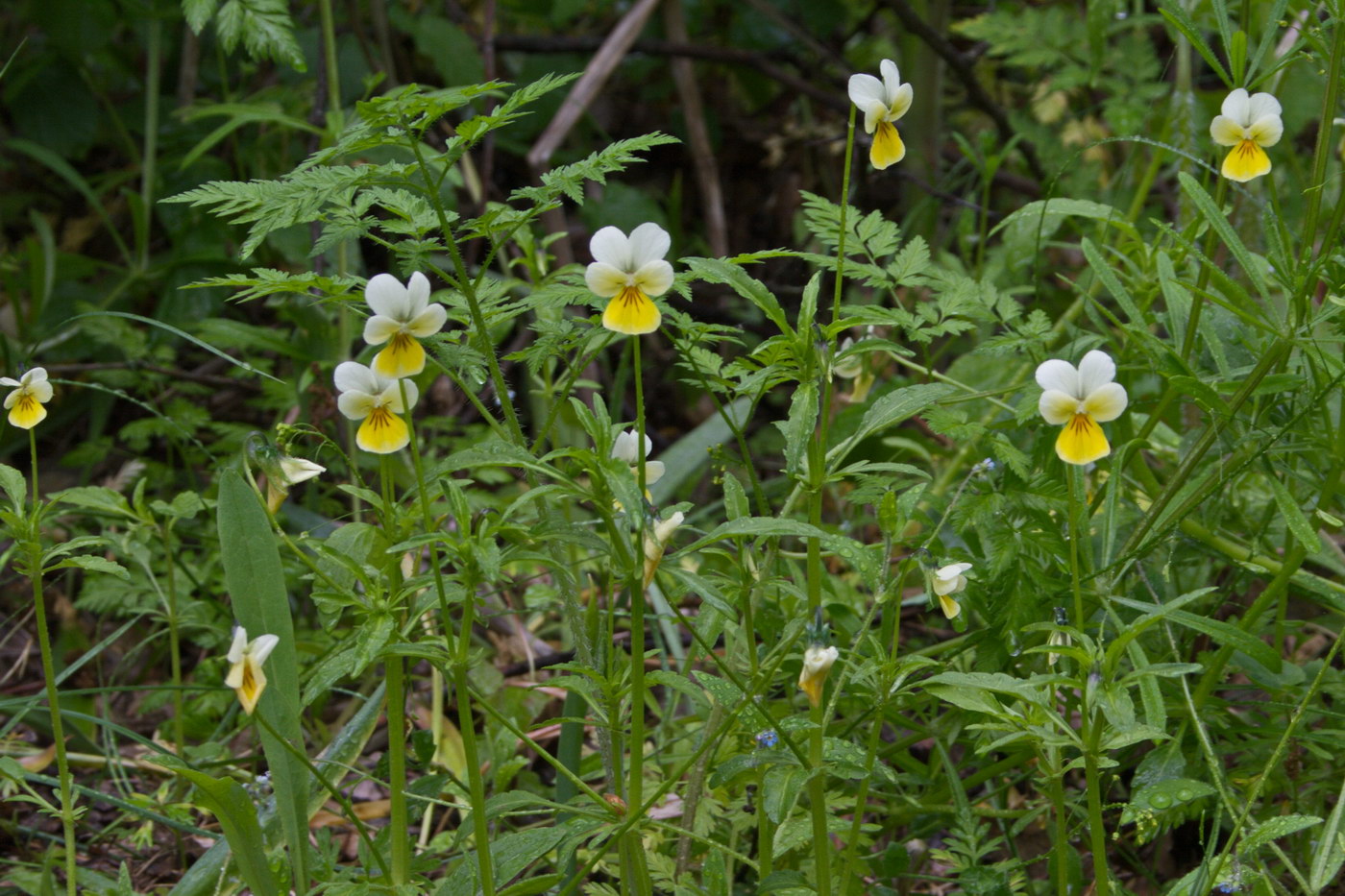 Image of Viola arvensis specimen.