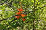 Lilium buschianum. Соцветие. Приморский край, Уссурийский гор. округ, окр. с. Монакино, широколиственный лес на небольшой сопке. 02.07.2025.
