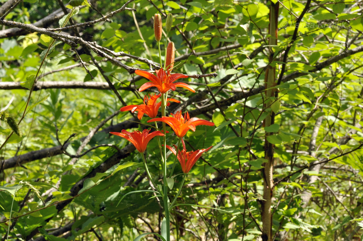 Image of Lilium buschianum specimen.