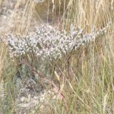 Goniolimon rubellum