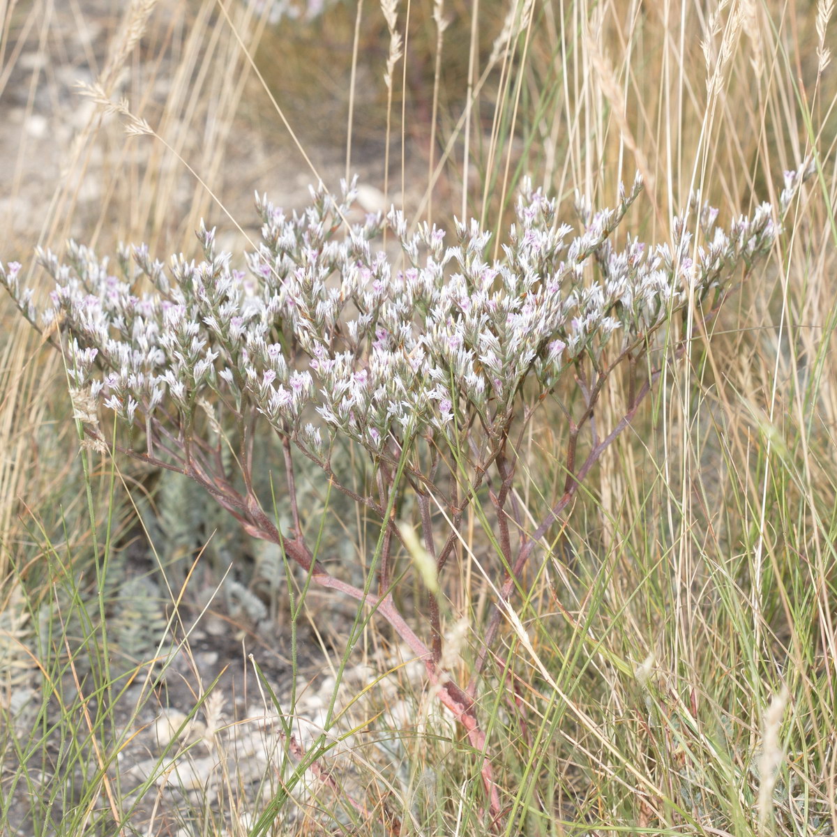 Image of Goniolimon rubellum specimen.