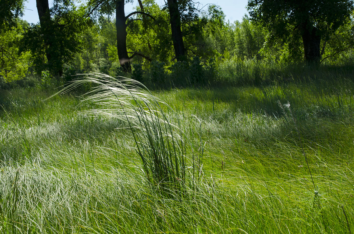 Image of genus Stipa specimen.