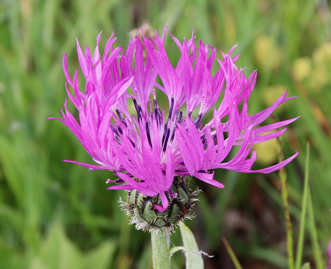 Image of Centaurea willdenowii specimen.