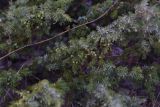 Juniperus oblonga. Части ветвей с незрелыми шишкоягодами. Турция, ил Ван, р-н Битлис, кальдера Немрут, перешеек между оз. Немрут и оз. Ылы, лес. 22 мая 2025 г.