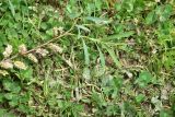 genus Salix. Верхушка веточки с соплодиями. Кабардино-Балкария, Эльбрусский р-н, дол. р. Адылсу, 1 км ниже альплагеря \"Джантуган\", луг. 17 июня 2025 г.