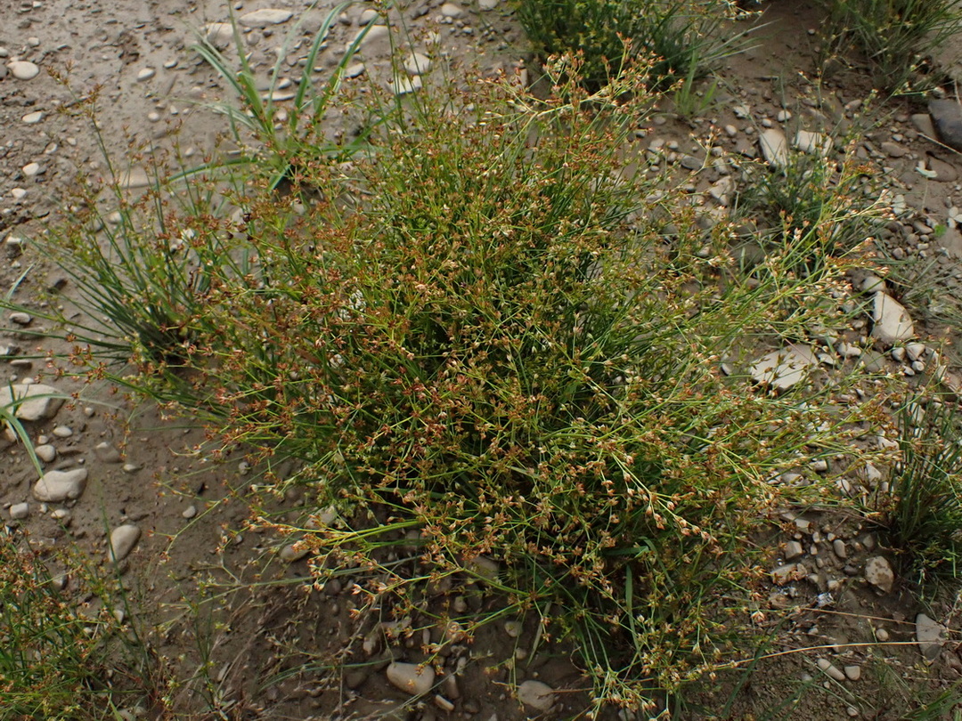 Image of Juncus papillosus specimen.