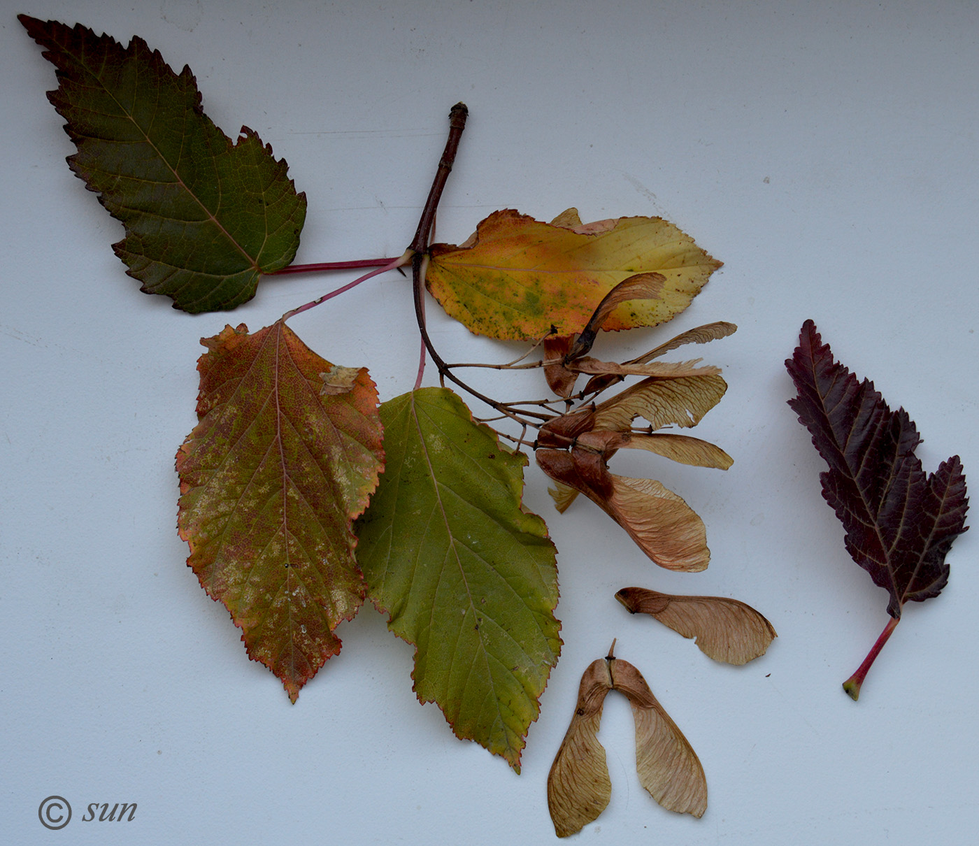 Изображение особи Acer tataricum.