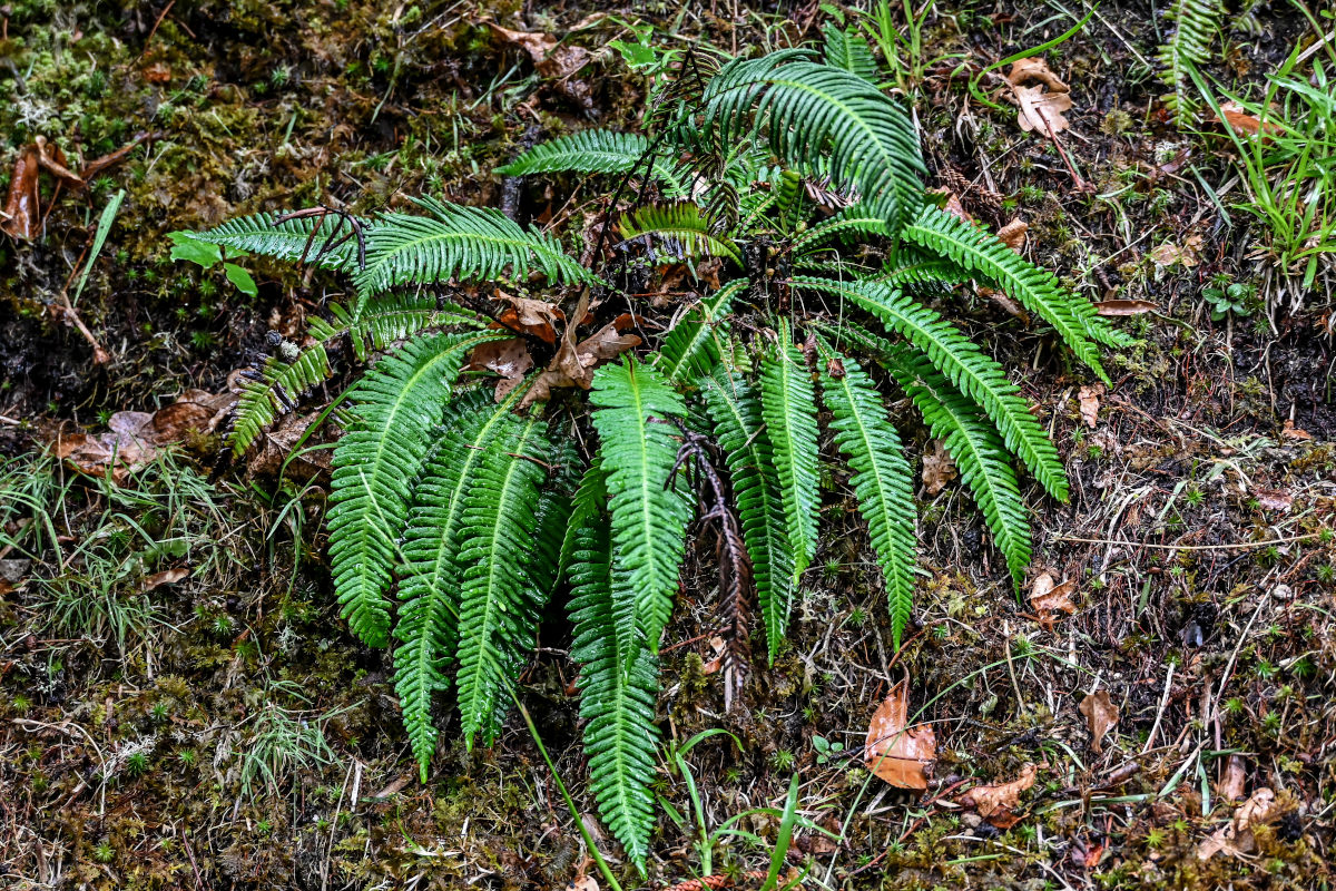 Image of Blechnum spicant specimen.