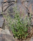 Nepeta cataria. Цветущее растение. Казахстан, Алматинская обл., Чу-Илийские горы, уроч. Тамгалы, подножие скальной плоскости с петроглифами. 5 июня 2025 г.