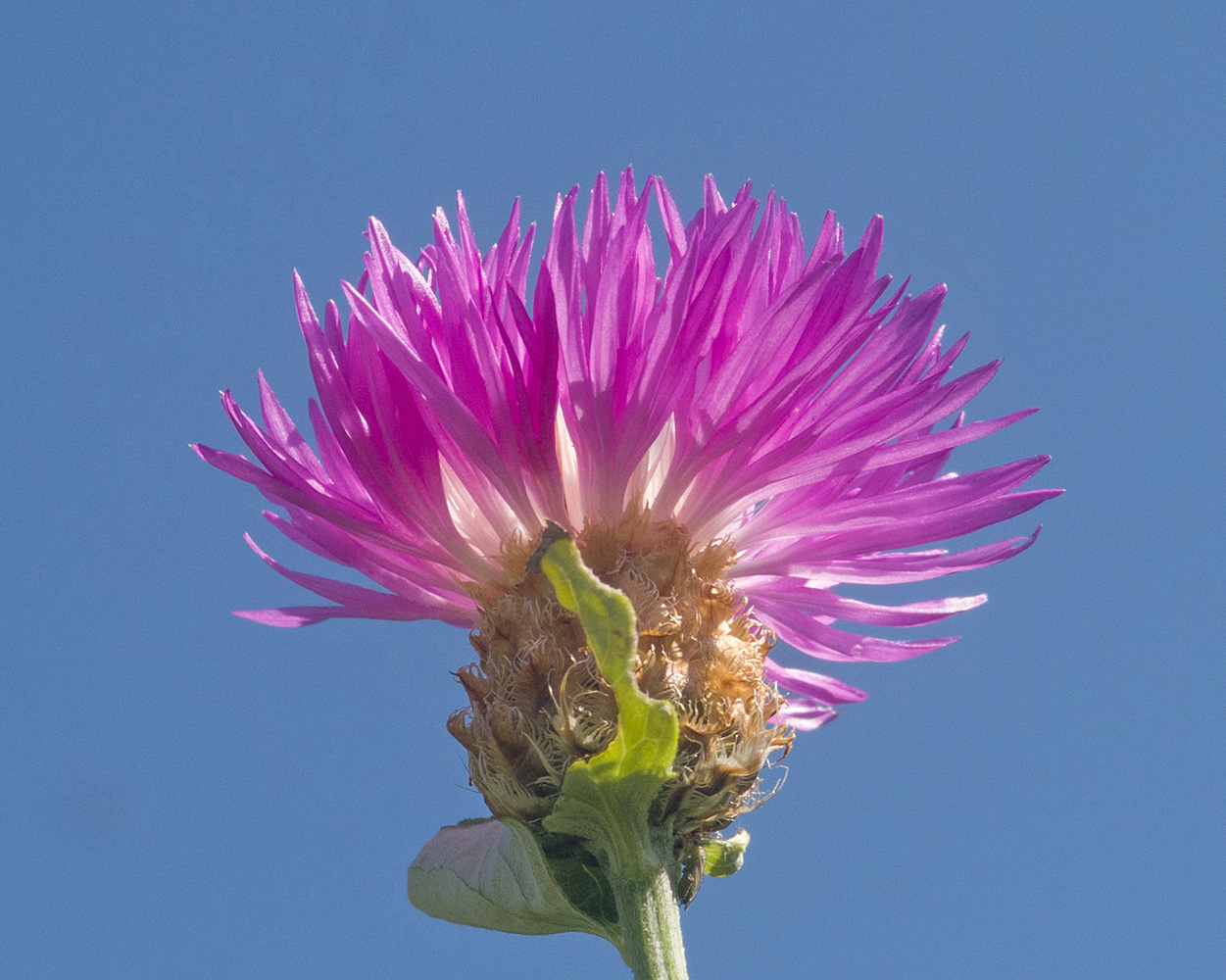 Image of familia Asteraceae specimen.