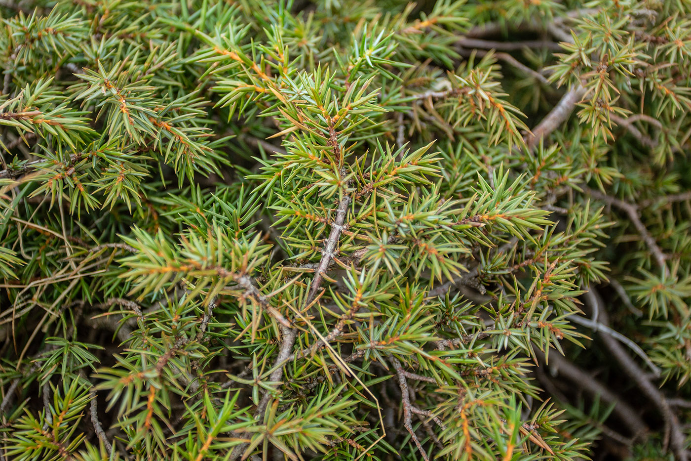 Изображение особи Juniperus deltoides.