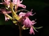 Dactylorhiza urvilleana