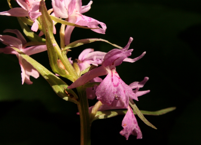 Изображение особи Dactylorhiza urvilleana.