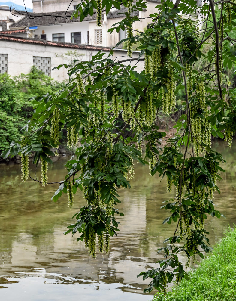 Изображение особи Pterocarya stenoptera.