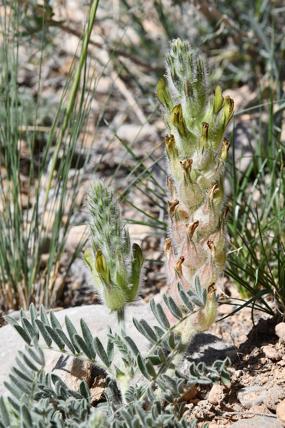 Изображение особи род Astragalus.