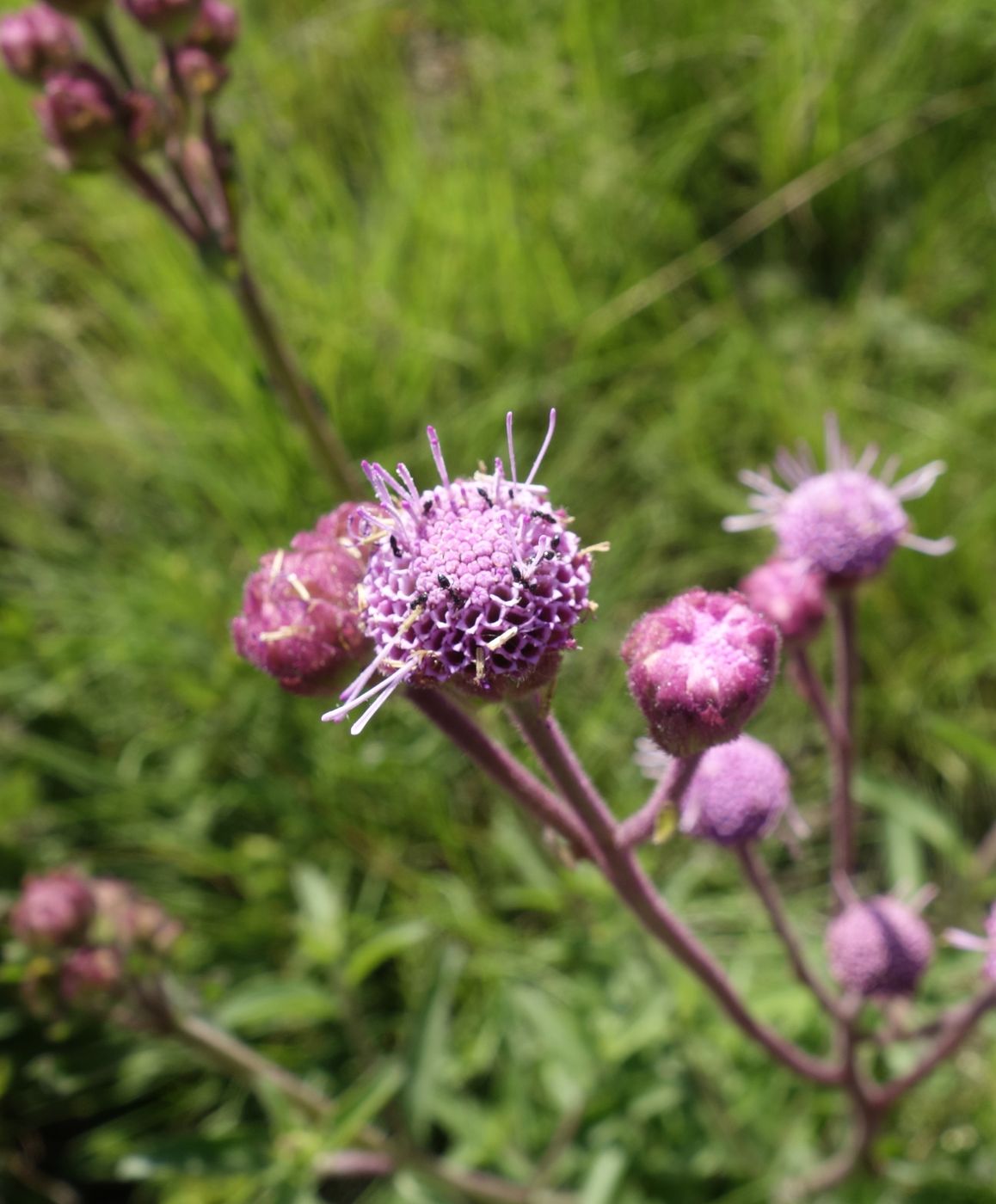 Изображение особи Hilliardiella elaeagnoides.