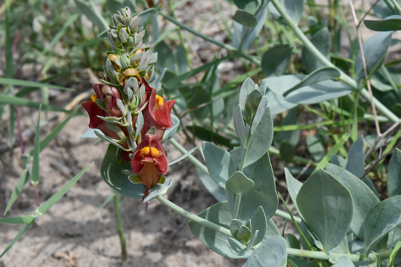 Image of Linaria kokanica specimen.