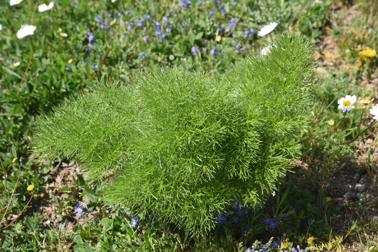 Изображение особи Неопознанный вид.