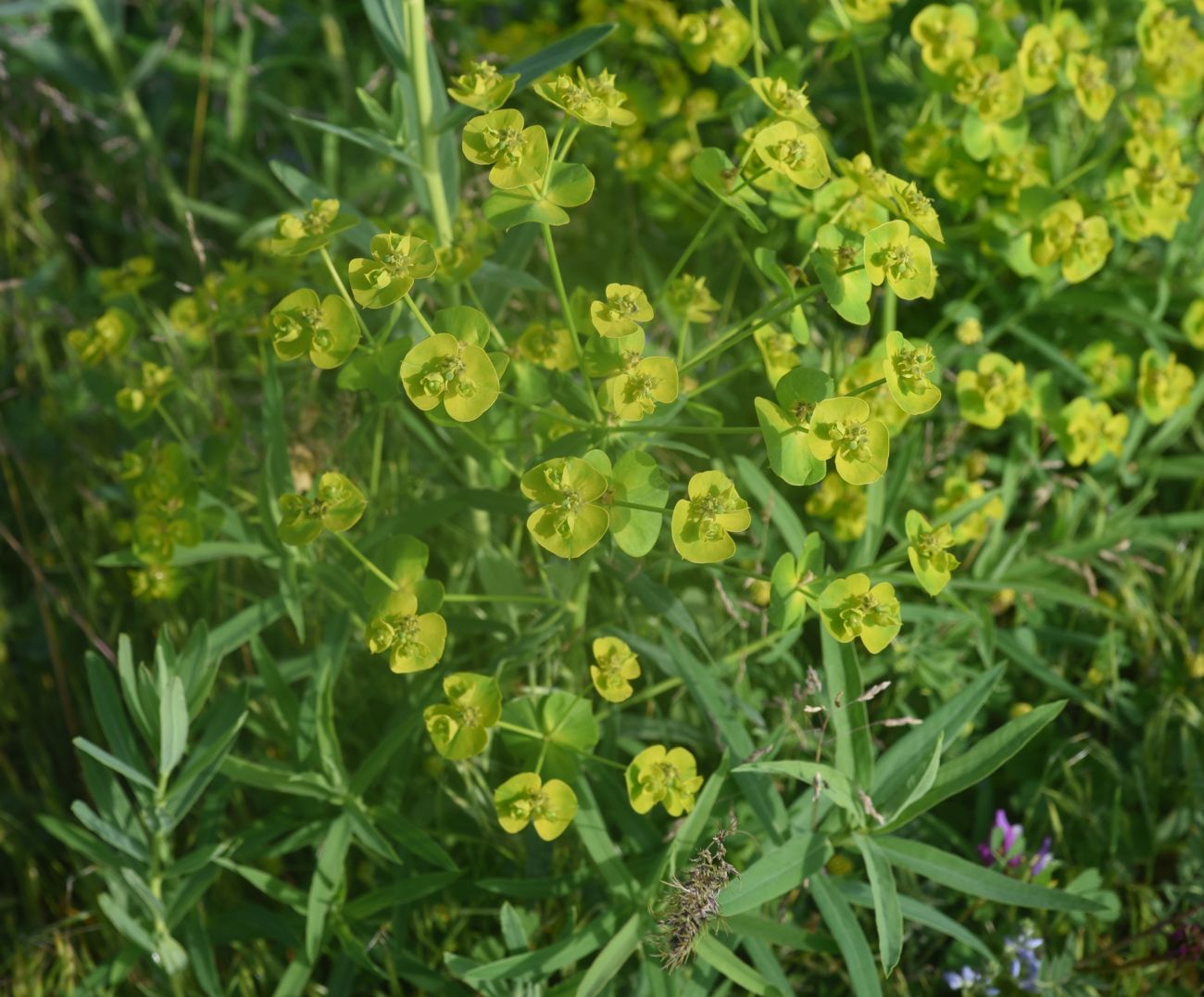Image of genus Euphorbia specimen.