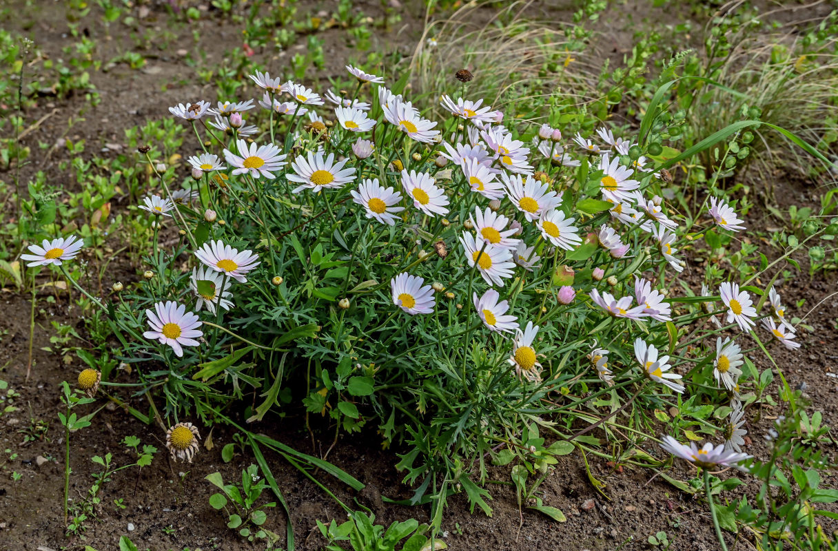 Изображение особи Argyranthemum frutescens.