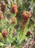 Erica multiflora