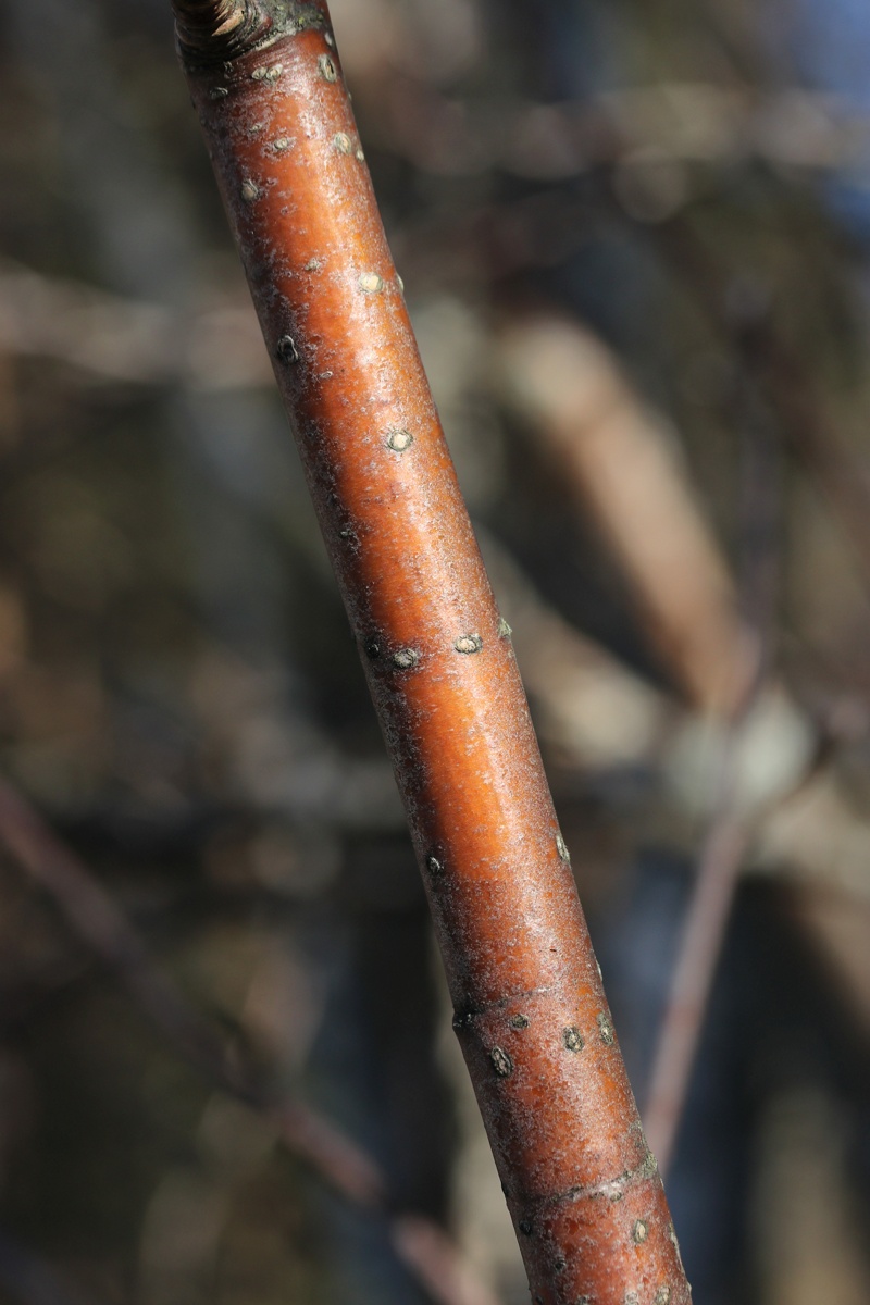 Image of Sorbus aucuparia specimen.