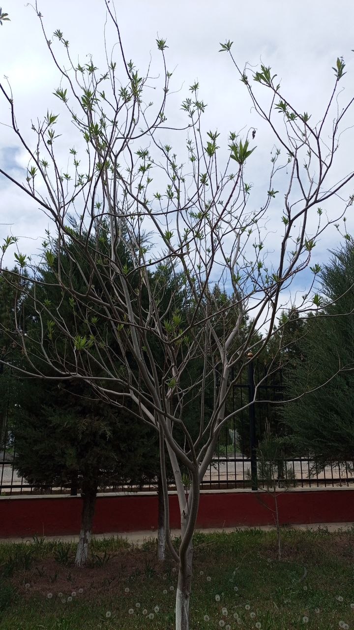 Image of × Chitalpa tashkentensis specimen.