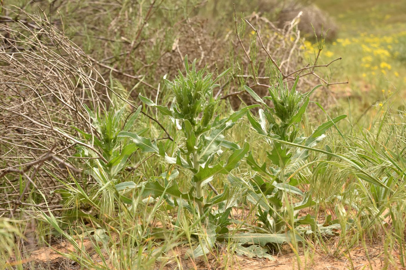 Изображение особи Hyalea pulchella.