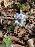 Corydalis ambigua. Цветущее растение. Хабаровский край, окр. г. Комсомольск-на-Амуре, дол. р. Силинка, лиственный лес. 02.05.2026.